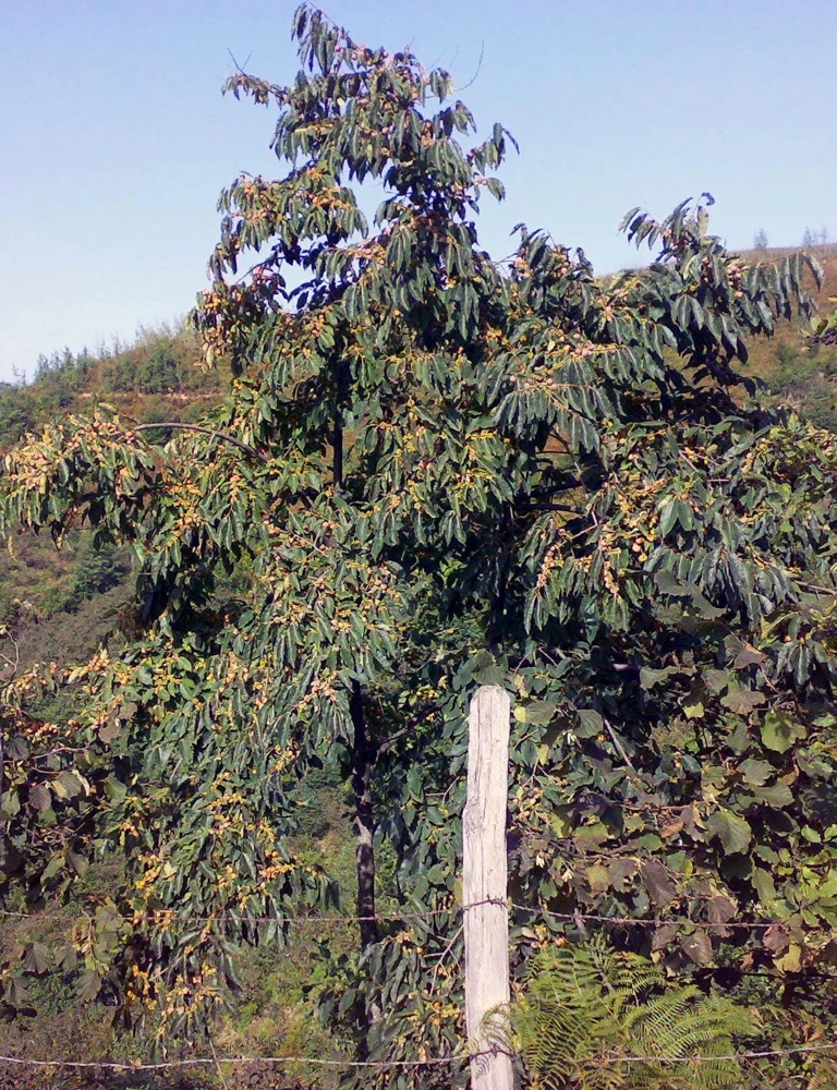 Italian Persimmon Seeds - Dateplum Fruit Tree Seeds (Diospyros Lotus) - 10 Seeds - Image 14