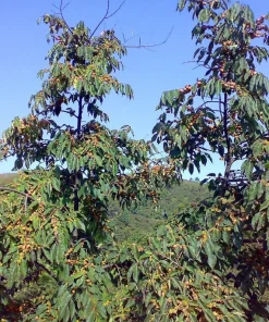 Italian Persimmon Seeds - Dateplum Fruit Tree Seeds (Diospyros Lotus) - 10 Seeds - Image 15