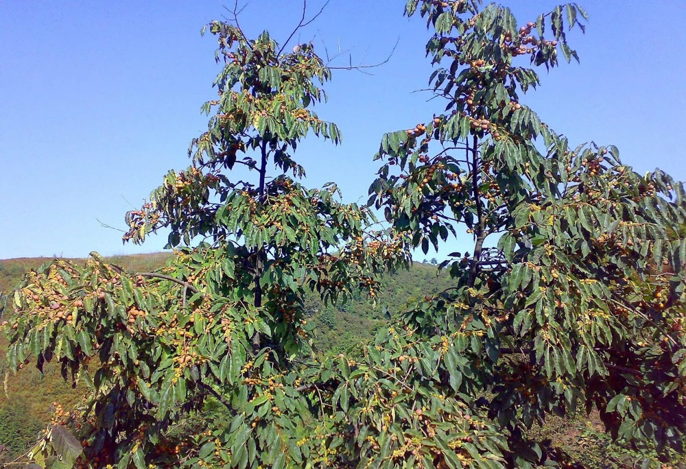 Italian Persimmon Seeds - Dateplum Fruit Tree Seeds (Diospyros Lotus) - 10 Seeds - Image 15