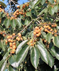 Italian Persimmon Seeds - Dateplum Fruit Tree Seeds (Diospyros Lotus) - 10 Seeds - Image 2