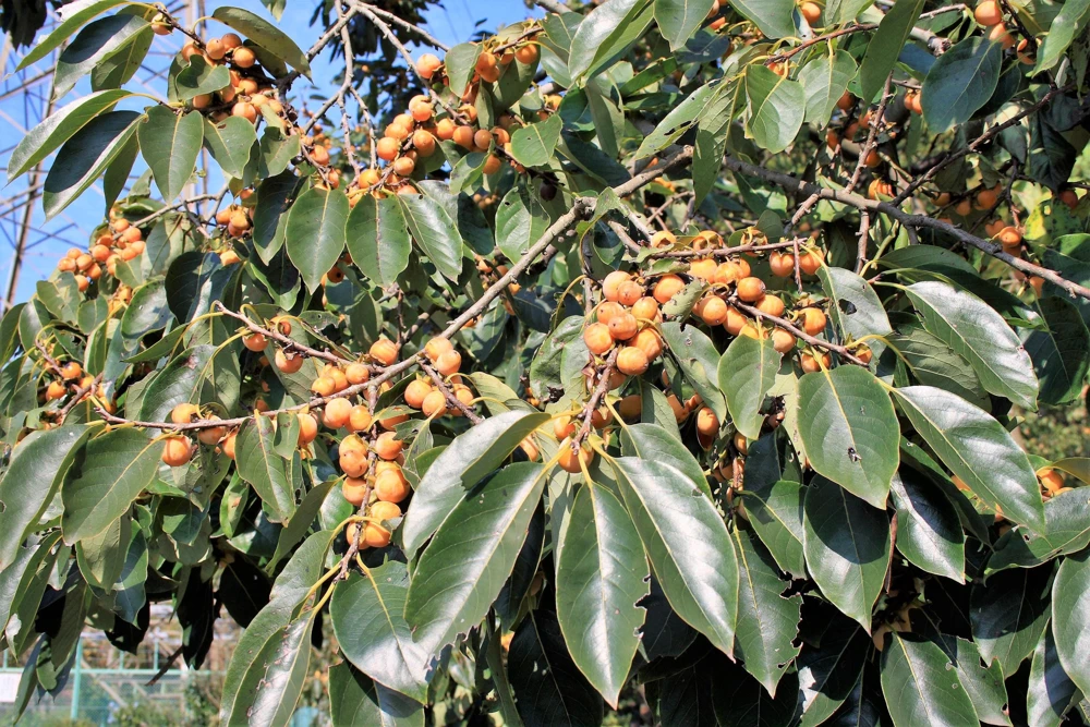 Italian Persimmon Seeds - Dateplum Fruit Tree Seeds (Diospyros Lotus) - 10 Seeds - Image 2