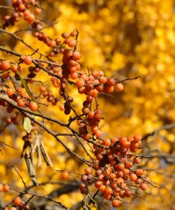 Italian Persimmon Seeds - Dateplum Fruit Tree Seeds (Diospyros Lotus) - 10 Seeds - Image 3