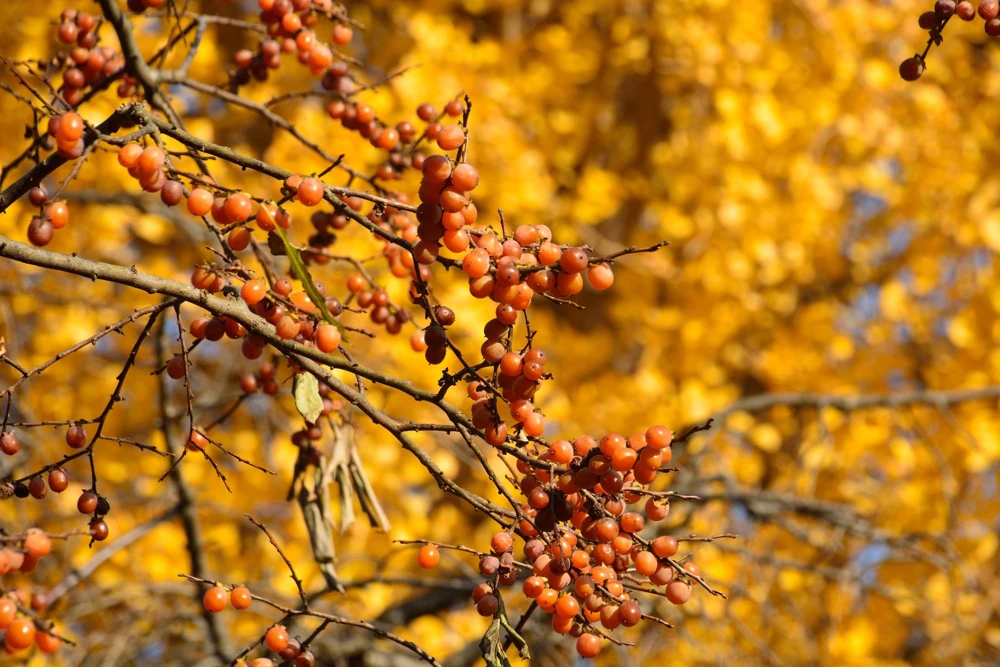 Italian Persimmon Seeds - Dateplum Fruit Tree Seeds (Diospyros Lotus) - 10 Seeds - Image 3