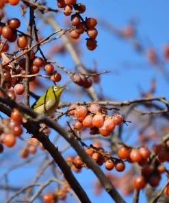 Italian Persimmon Seeds - Dateplum Fruit Tree Seeds (Diospyros Lotus) - 10 Seeds - Image 4