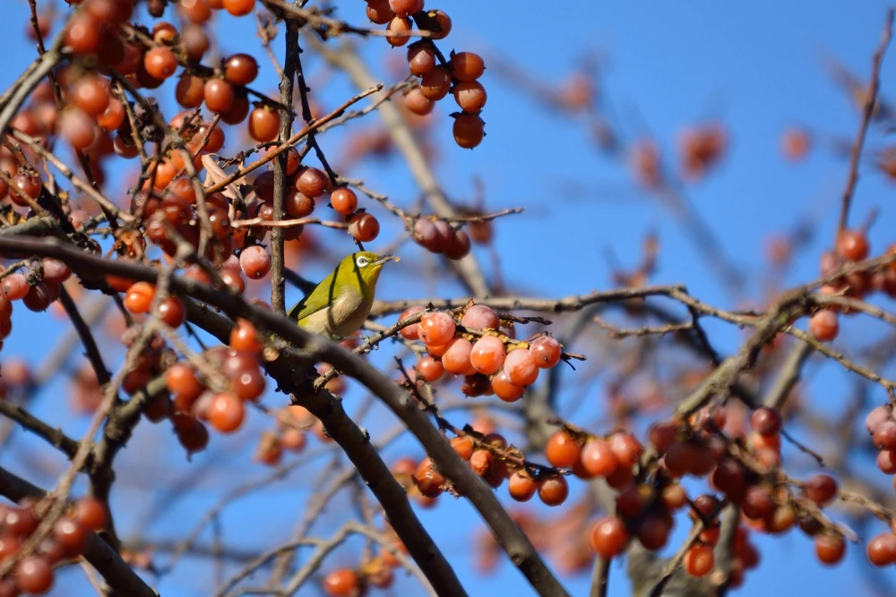 Italian Persimmon Seeds - Dateplum Fruit Tree Seeds (Diospyros Lotus) - 10 Seeds - Image 4