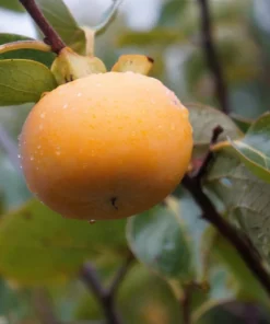 Italian Persimmon Seeds - Dateplum Fruit Tree Seeds (Diospyros Lotus) - 10 Seeds - Image 5