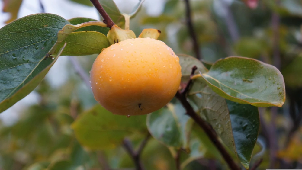 Italian Persimmon Seeds - Dateplum Fruit Tree Seeds (Diospyros Lotus) - 10 Seeds - Image 5