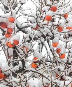 Italian Persimmon Seeds - Dateplum Fruit Tree Seeds (Diospyros Lotus) - 10 Seeds - Image 6