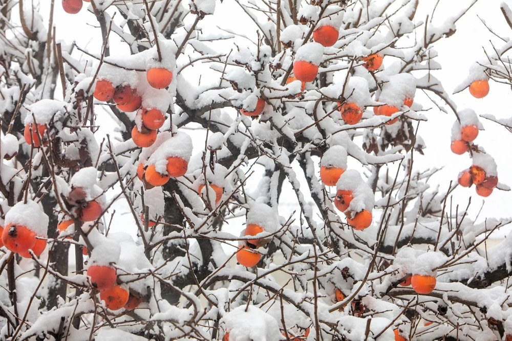 Italian Persimmon Seeds - Dateplum Fruit Tree Seeds (Diospyros Lotus) - 10 Seeds - Image 6