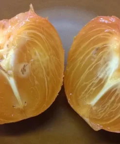 Italian Persimmon Seeds - Dateplum Fruit Tree Seeds (Diospyros Lotus) - 10 Seeds - Image 7