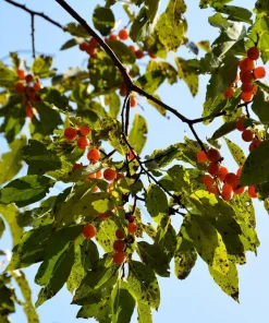 Italian Persimmon Seeds - Dateplum Fruit Tree Seeds (Diospyros Lotus) - 10 Seeds - Image 8
