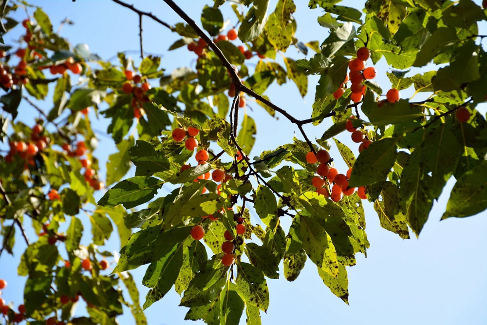 Italian Persimmon Seeds - Dateplum Fruit Tree Seeds (Diospyros Lotus) - 10 Seeds - Image 8
