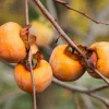 Italian Persimmon Seeds - Dateplum Fruit Tree Seeds (Diospyros Lotus) - 10 Seeds - Image 1