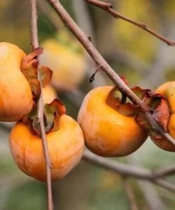 Italian Persimmon Seeds - Dateplum Fruit Tree Seeds (Diospyros Lotus) - 10 Seeds - Image 1
