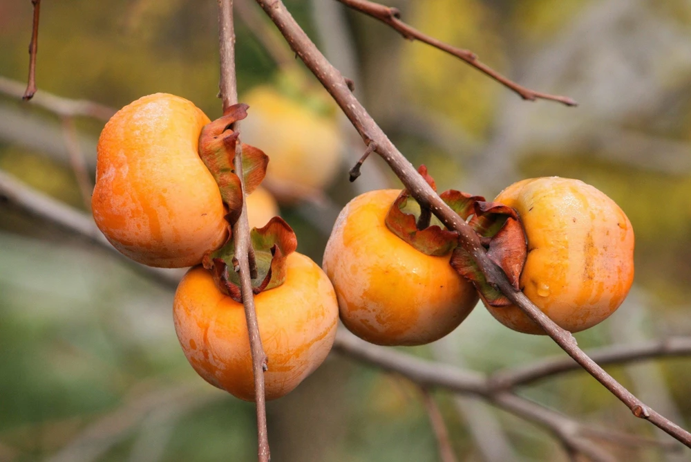 Italian Persimmon Seeds - Dateplum Fruit Tree Seeds (Diospyros Lotus) - 10 Seeds - Image 1