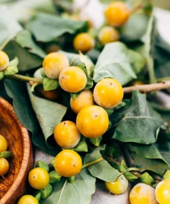 Italian Persimmon Seeds - Dateplum Fruit Tree Seeds (Diospyros Lotus) - 10 Seeds - Image 9