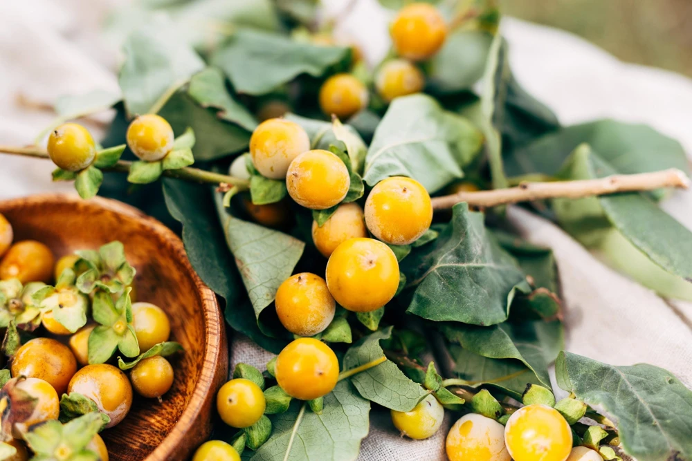 Italian Persimmon Seeds - Dateplum Fruit Tree Seeds (Diospyros Lotus) - 10 Seeds - Image 9