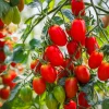 Italian Roma Tomato Seeds - 500 Count Vegetable Seeds for Sauce & Canning - Image 1