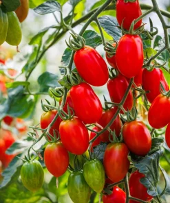Italian Roma Tomato Seeds - 500 Count Vegetable Seeds for Sauce & Canning - Image 1