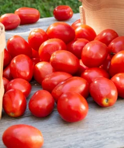Italian Roma Tomato Seeds - 500 Count Vegetable Seeds for Sauce & Canning - Image 2