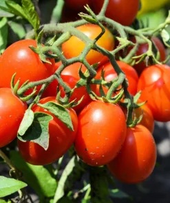 Italian Roma Tomato Seeds - 500 Count Vegetable Seeds for Sauce & Canning - Image 3