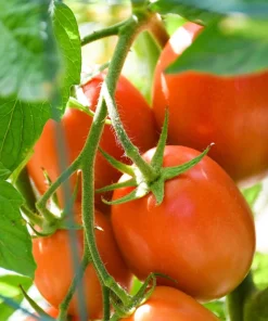 Italian Roma Tomato Seeds - 500 Count Vegetable Seeds for Sauce & Canning - Image 4