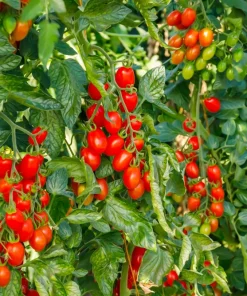 Italian Roma Tomato Seeds - 500 Count Vegetable Seeds for Sauce & Canning - Image 5