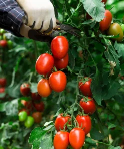 Italian Roma Tomato Seeds - 500 Count Vegetable Seeds for Sauce & Canning - Image 8