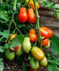 Italian Roma Tomato Seeds - 500 Count Vegetable Seeds for Sauce & Canning - Image 9