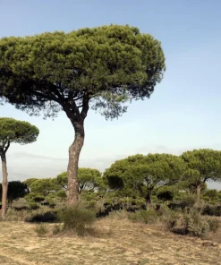Italian Stone Pine Seeds - Pinus Pinea Umbrella Tree Seeds - 5 Count - Image 10
