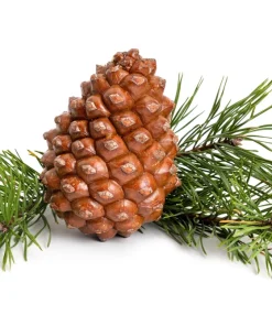 Italian Stone Pine Seeds - Pinus Pinea Umbrella Tree Seeds - 5 Count - Image 11