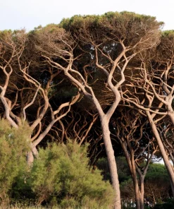 Italian Stone Pine Seeds - Pinus Pinea Umbrella Tree Seeds - 5 Count - Image 12