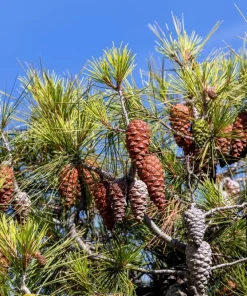 Italian Stone Pine Seeds - Pinus Pinea Umbrella Tree Seeds - 5 Count - Image 13