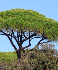 Italian Stone Pine Seeds - Pinus Pinea Umbrella Tree Seeds - 5 Count - Image 14