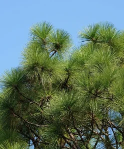 Italian Stone Pine Seeds - Pinus Pinea Umbrella Tree Seeds - 5 Count - Image 15