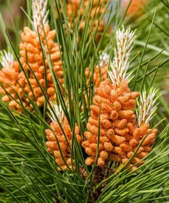 Italian Stone Pine Seeds - Pinus Pinea Umbrella Tree Seeds - 5 Count - Image 3