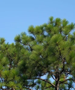 Italian Stone Pine Seeds - Pinus Pinea Umbrella Tree Seeds - 5 Count - Image 4