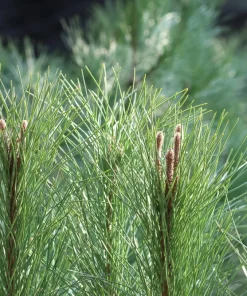 Italian Stone Pine Seeds - Pinus Pinea Umbrella Tree Seeds - 5 Count - Image 5