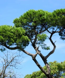 Italian Stone Pine Seeds - Pinus Pinea Umbrella Tree Seeds - 5 Count - Image 6