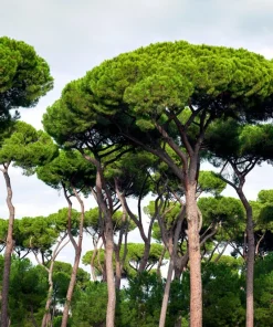 Italian Stone Pine Seeds - Pinus Pinea Umbrella Tree Seeds - 5 Count - Image 7