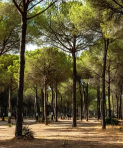 Italian Stone Pine Seeds - Pinus Pinea Umbrella Tree Seeds - 5 Count - Image 8