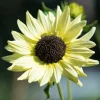 Italian White Sunflower Seeds - Helianthus Debilis - 25 Seeds - Creamy Yellow Flower - Image 1