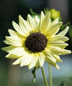 Italian White Sunflower Seeds - Helianthus Debilis - 25 Seeds - Creamy Yellow Flower - Image 1