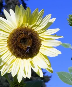 Italian White Sunflower Seeds - Helianthus Debilis - 25 Seeds - Creamy Yellow Flower - Image 2