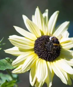 Italian White Sunflower Seeds - Helianthus Debilis - 25 Seeds - Creamy Yellow Flower - Image 3