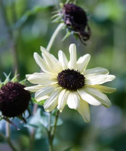 Italian White Sunflower Seeds - Helianthus Debilis - 25 Seeds - Creamy Yellow Flower - Image 4