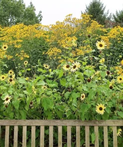 Italian White Sunflower Seeds - Helianthus Debilis - 25 Seeds - Creamy Yellow Flower - Image 6