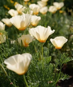 Ivory California Poppy 250 Seeds – Eschscholzia californica, Creamy Blooms - Image 2