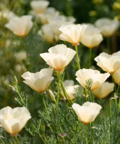 Ivory California Poppy 250 Seeds – Eschscholzia californica, Creamy Blooms - Image 3