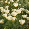 Ivory California Poppy 250 Seeds – Eschscholzia californica, Creamy Blooms - Image 1